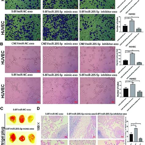 Exosomal Mir P From Npc Cells Modulates The Angiogenesis Of Huvecs