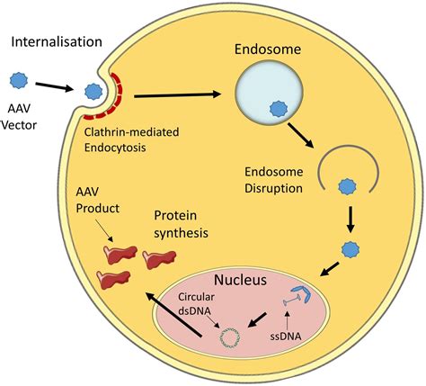 Adeno Associated Virus Gene Therapy Translational Progress And Future