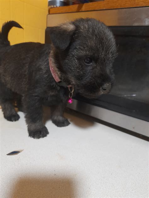 Pedigree Standard Schnauzer Puppies Dogs For Sale Ireland