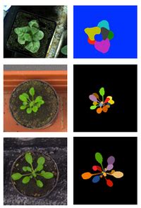 Plant Phenotyping Datasets