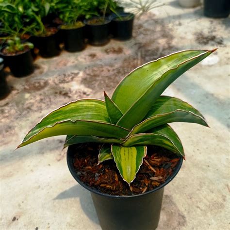 Jual Sansevieria Robusta Dwarf Variegata Kaktus Sukulen Tanaman Hias