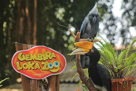 Tiket Masuk Gembira Loka Zoo Wahana Dan Satwa Desember 2024