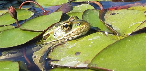 Helping Endangered Frogs Recover - Fish and Wildlife Compensation Program