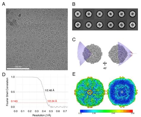 Single Particle Analysis Of Stsor A A Representative Micrograph Of