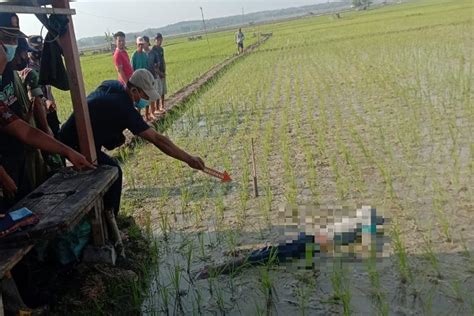 STRUM JEBAKAN TIKUS KEMBALI RENGGUT NYAWA WARGA WADO BLORANEWS