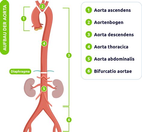 Aorta Anatomie Funktion Erkrankungen Pflegerio