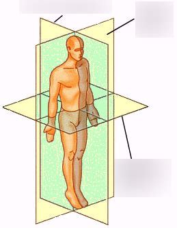 Lecture Anatomical Terminology Body Orientation Diagram Quizlet