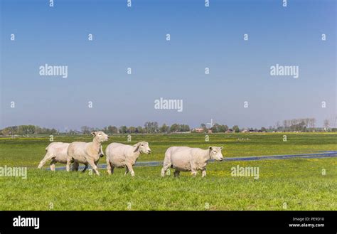 Sheep Grazing On A Dutch Dike Near Groningen Netherlands Stock Photo