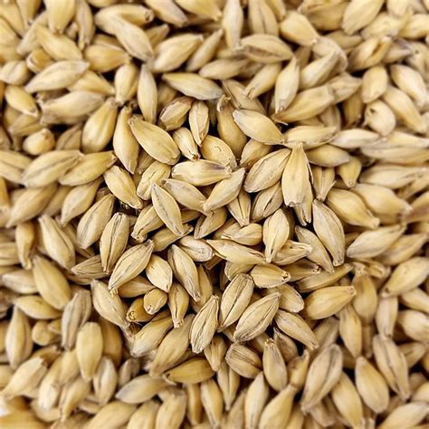 pale ale beer malt barley malt arishtam india