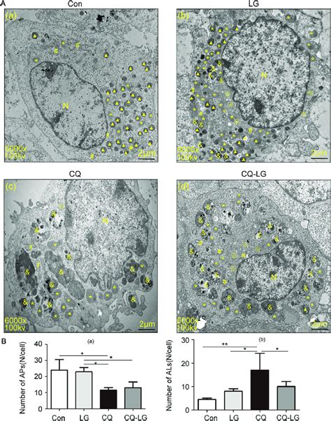 Effect Of Lg On The Auto Lysosomal Degradation Activity In Mc3t3 E1