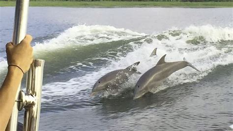 Tybee Island Dolphin Tour