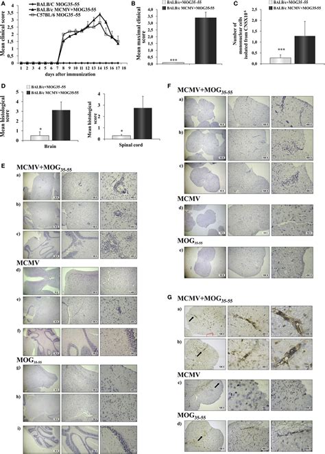 Frontiers Murine Cytomegalovirus Infection Induces Susceptibility To