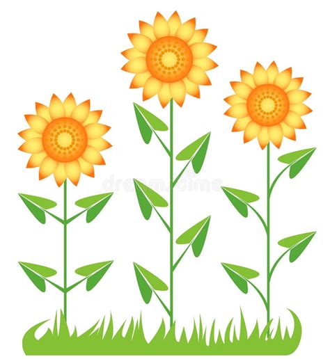 Three Sunflowers Stock Vector Illustration Of Group 14434391