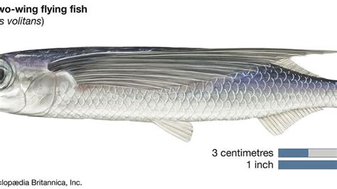 Fish Locomotion Britannica