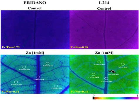 Chlorophyll Fluorescence Images Of Maximum Quantum Yield Fv Fm