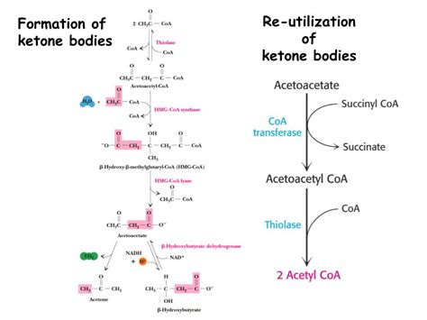 fatty acid catabolism  oxidation powerpoint