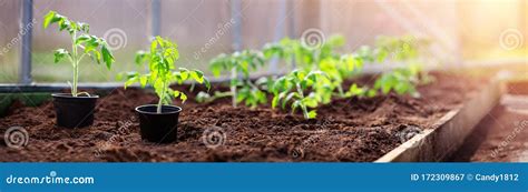 Mudas De Tomate Que Crescem No Solo Na Estufa Imagem De Stock Imagem