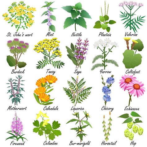 Medicinal And Healing Herbs Collection Digital Art By Tatiana Liubimova