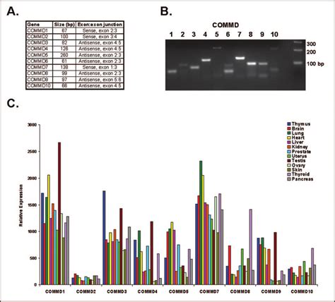 A Amplicon Size And Position Of Mrna Specific Primers Utilized For