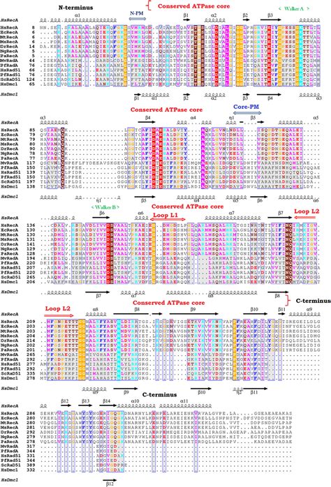 3d Structural And Amino Acid Sequence Alignment From H Seropedicae Download Scientific Diagram