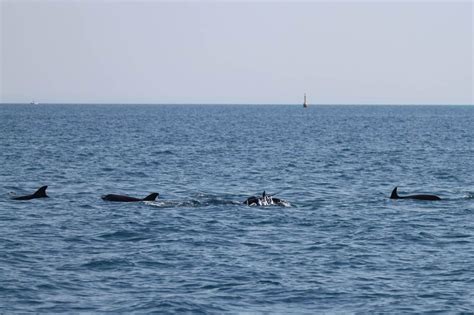 Trovato Un Cucciolo Di Delfino Morto Sulla Spiaggia Di Ostia Potrebbe