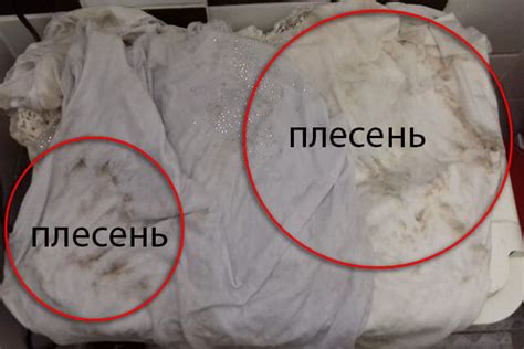 Как и чем отстирать плесень с одежды в домашних условиях