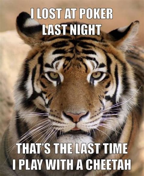 23 Tiger Memes To Make You Roar All Day