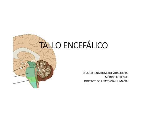 Tallo Cerebral clase 2 Apuntes ANATOMIA TALLO ENCEFÁLICO DRA