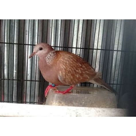 Jual Burung Derkuku Tekukur Warna RWS Induk Jantan Shopee Indonesia