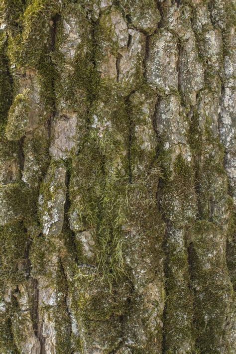 Oak Tree Bark Stock Images - Download 27,152 Royalty Free Photos