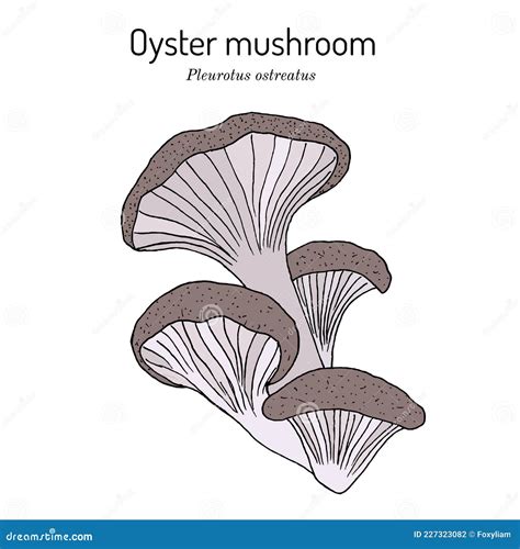 Pleurotus Ostreatus Oyster Mushroom Mushrooms Set Growing On Tree