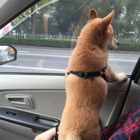 在大城市我抱回一隻土狗—中華田園犬當寵物養 每日頭條