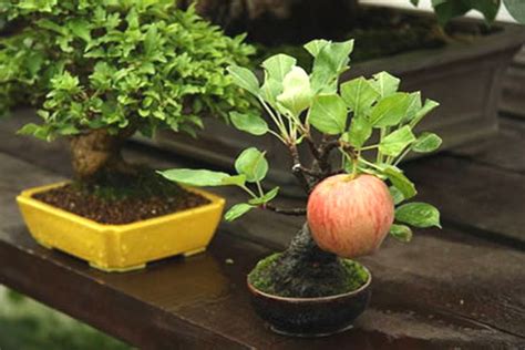 A Guide To Growing Bonsai Fruit Trees