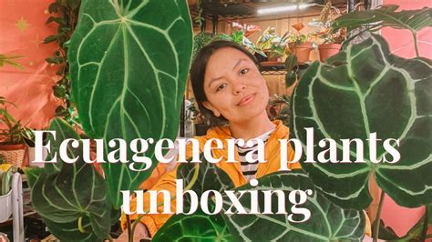 Ecuagenera Houseplant Unboxing Anthuriums And Philodendrons YouTube