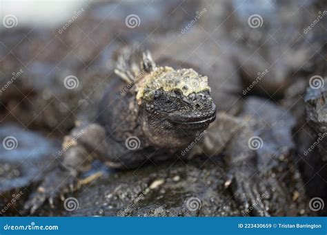 Head On Portrait Of Marine Iguana Amblyrhynchus Cristatus Sitting On