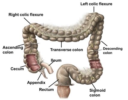 Clinical Anatomy: Lecture 11 - Hindgut Flashcards | Quizlet