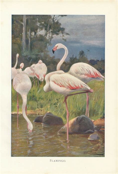 Details About Pink Flamingo Birds Florida Antique Flamingo Art Print