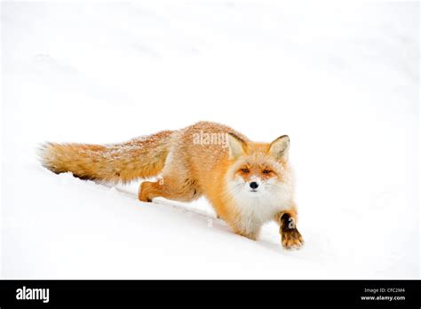 Hokkaido red fox, Japan Stock Photo - Alamy