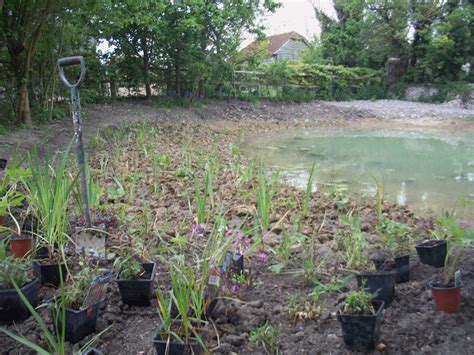 Planting Around Pond Arcadia Garden Design