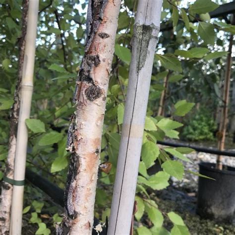 Betula Summer Cascade Weeping River Birch Tree Mail Order Trees