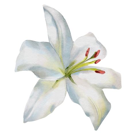 Watercolor White Lily Illustration Elegant And Delicate Botanical Art