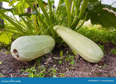 Marrow Squash Stock Image Image Of Cultivation Farm 58059677