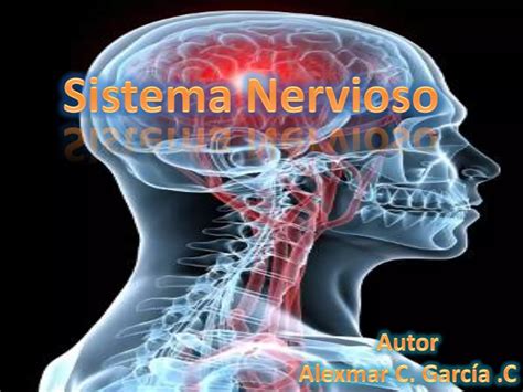 Sistema Nervioso Alexmar Garcia Uny Ppt