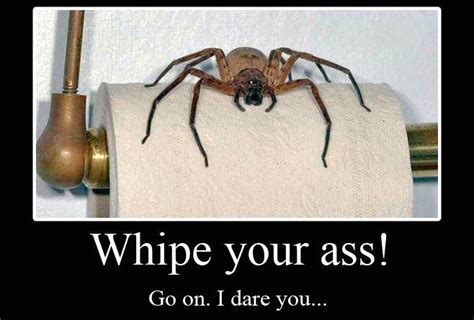 Spider On Toilet Paper Spiders Funny Funny Captions Spiders Scary