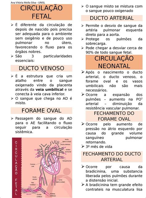 Mapas Mentais sobre CIRCULAÇÃO FETAL - Study Maps