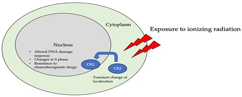 Protein Kinase Ck2 Encyclopedia Mdpi