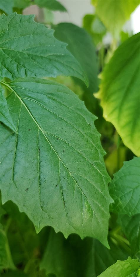 What are these insects on my plant leaves? : gardening