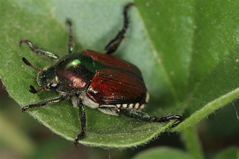 46 Types of Green Shiny Beetles (Pictures And Identification)