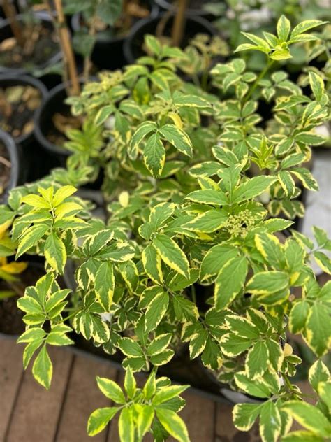 Sambucus Nigra Variegata Variegated Elderberry Neth Green