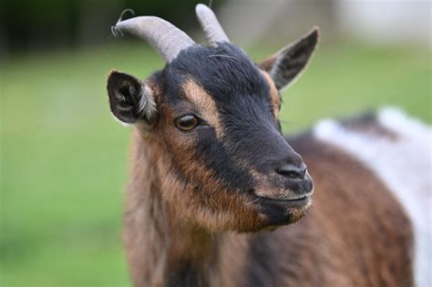 Nos Animaux La P Tite Ferme De Carole